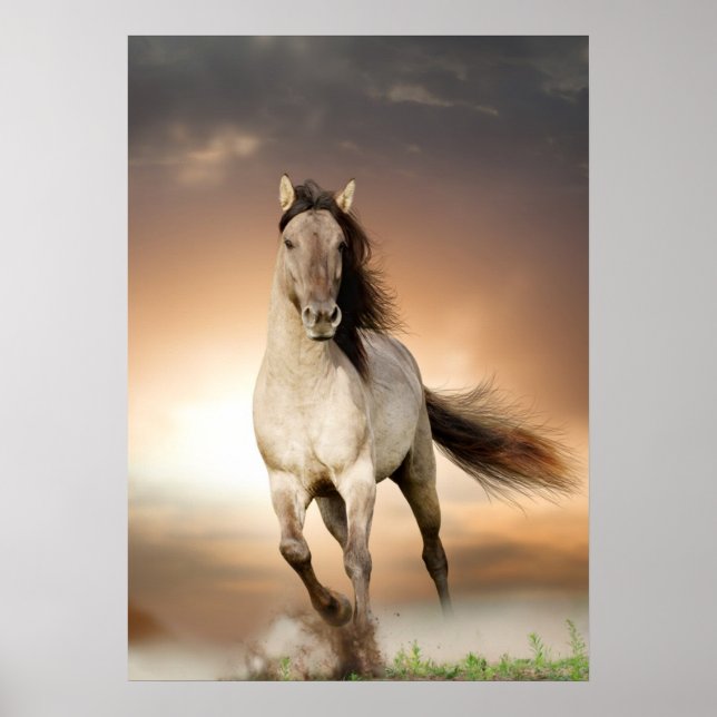 Wild Stallion Running In Sunset Poster (Front)