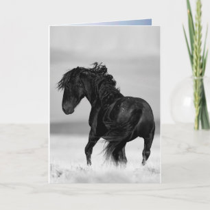 Wild Stallion Turns - Wild Horse Greeting Card