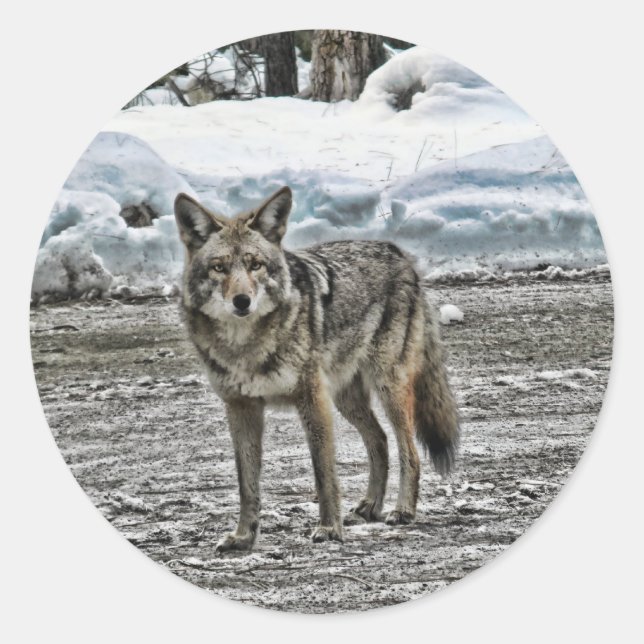 Wild stickers (Front)