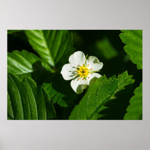 Wild Strawberry Flower Poster