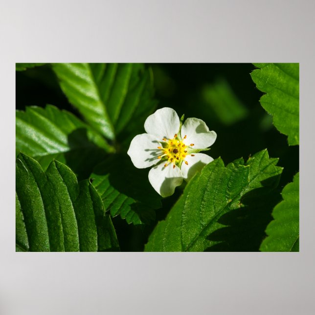 Wild Strawberry Flower Poster (Front)