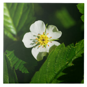 Wild Strawberry Flower Tile