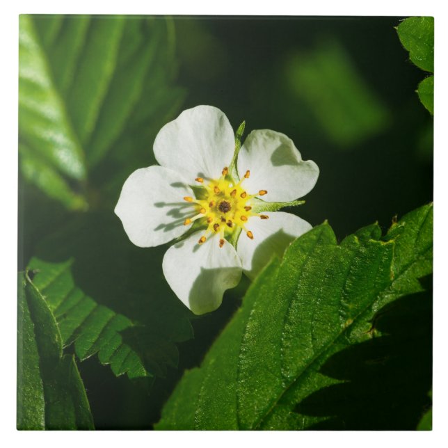 Wild Strawberry Flower Tile (Front)