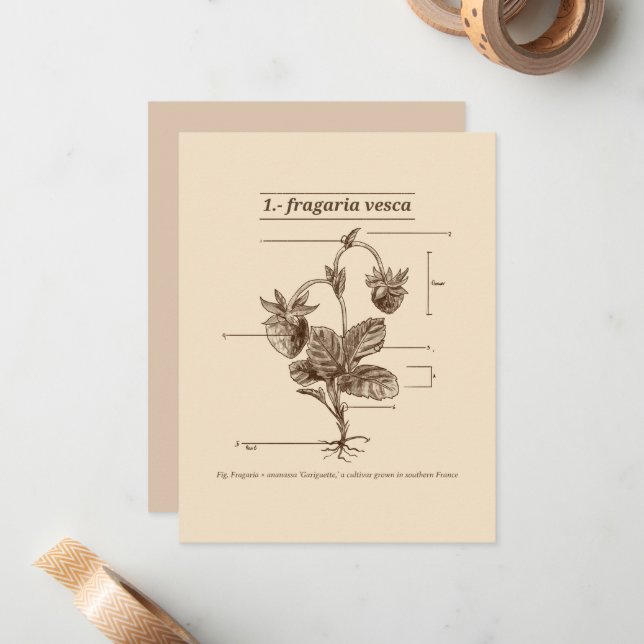 Wild Strawberry Plant Latin Etymology Nature Card (Front/Back In Situ)
