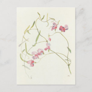 Wild Sweet Pea by Margaret Armstrong Postcard