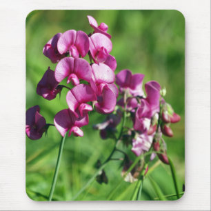 Wild Sweet-pea Flower Mouse Mat