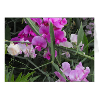 wild sweet peas