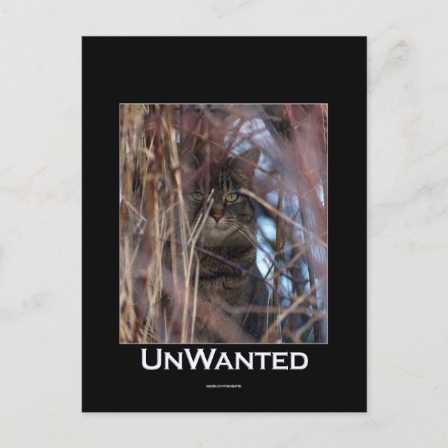 Wild Tabby Cat Demotivational Animal Postcard (Front)