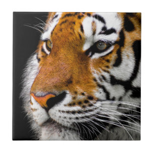 Wild Tiger Eyes Tile