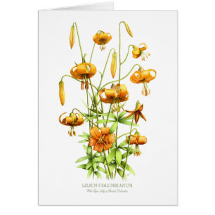 Wild Tiger Lilies
