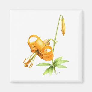 Wild Tiger Lily Magnet