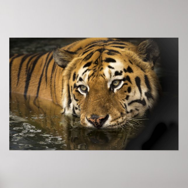 Wild Tiger Safari Jungle Artwork Photo Poster (Front)