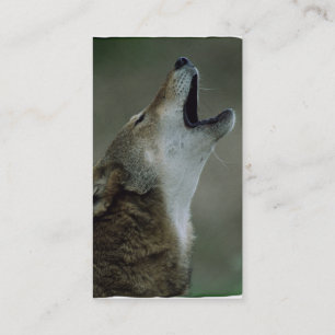 Wild Timber Wolf Howling Business Card