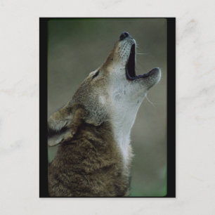 Wild Timber Wolf Howling Postcard