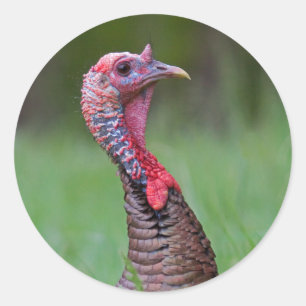 Wild Tom Classic Round Sticker