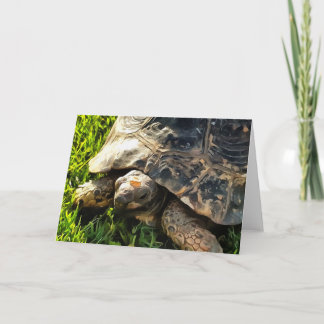 Wild Tortoise In Grass Meadow Wildlife Art Card