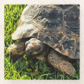 Wild Tortoise In Grass Meadow Wildlife Art Glass Coaster