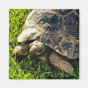 Wild Tortoise In Grass Meadow Wildlife Art Magnet