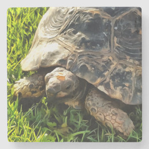 Wild Tortoise In Grass Meadow Wildlife Art Stone Coaster
