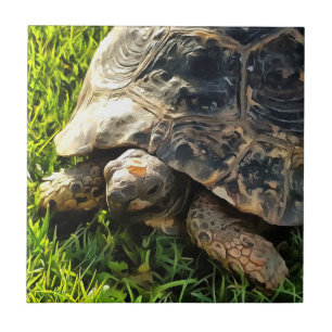 Wild Tortoise In Grass Meadow Wildlife Art Tile