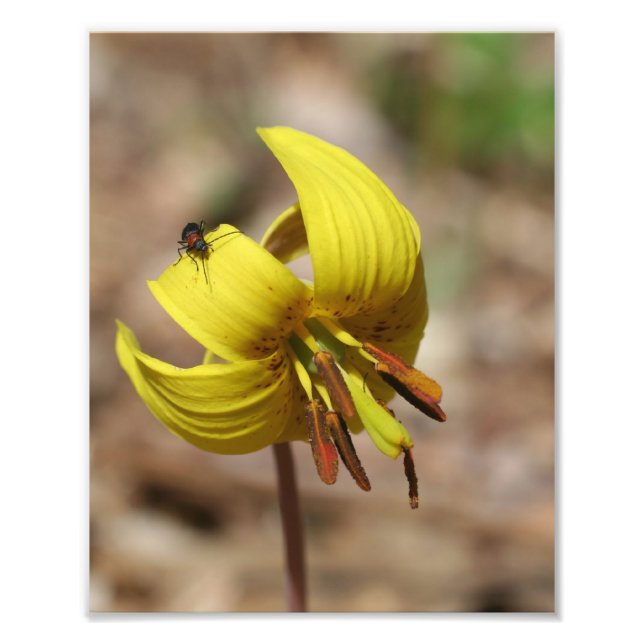 Wild Trout Lily Flower And Firefly Friend 8x10  Photo Print (Front)