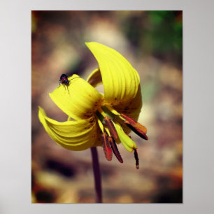Wild Trout Lily Flower And Insect Friend Poster