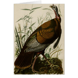 Wild Turkey