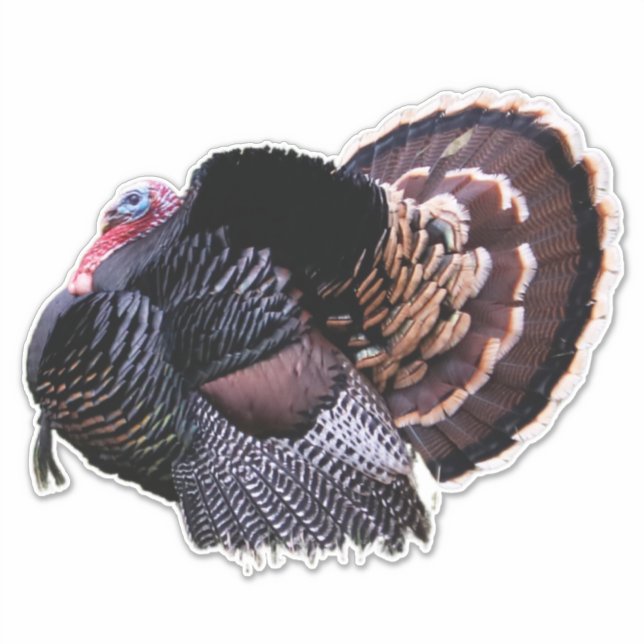 Wild Turkey (Front)