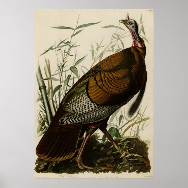 Wild Turkey_Audubon_Poster Poster (Front)