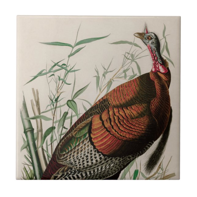 Wild Turkey Birds of America Audubon Print Tile (Front)