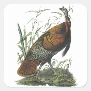 Wild Turkey by Audubon Square Sticker