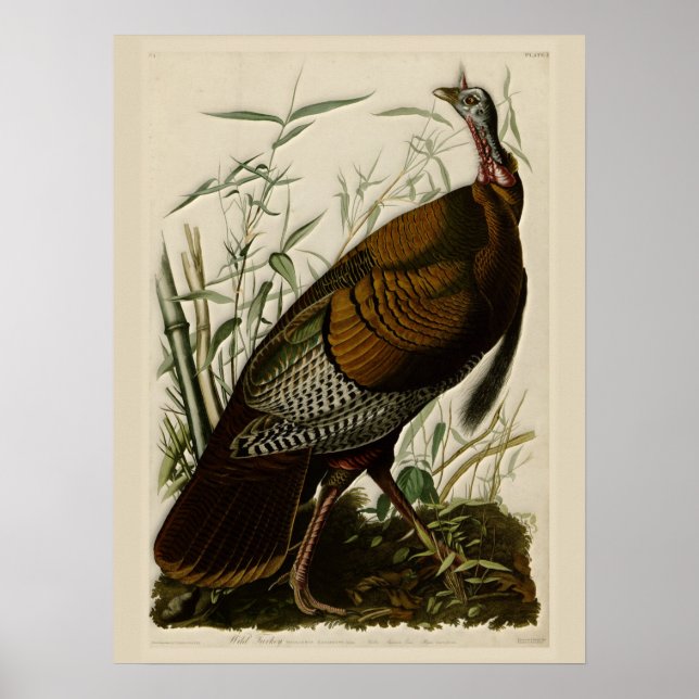 Wild Turkey by John Audubon Poster (Front)