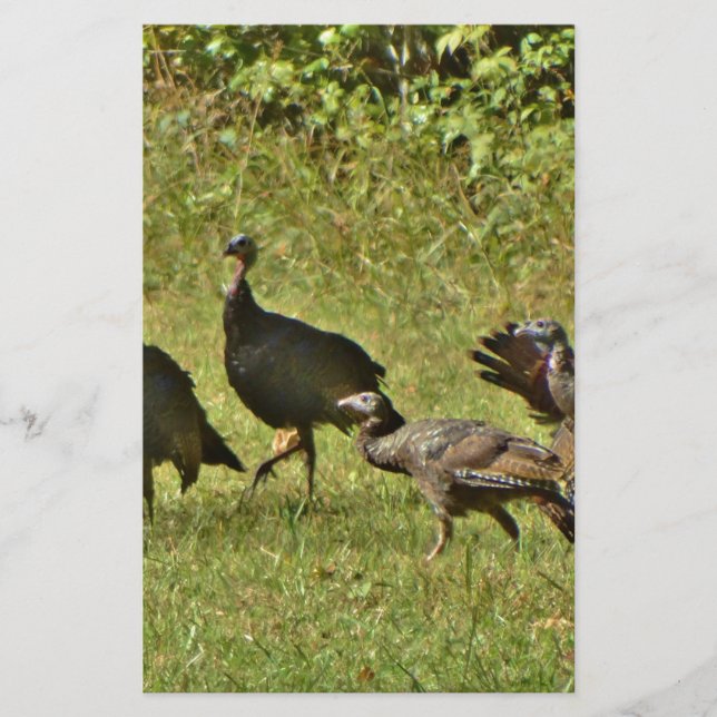 Wild Turkey, Camouflage colours (Front)