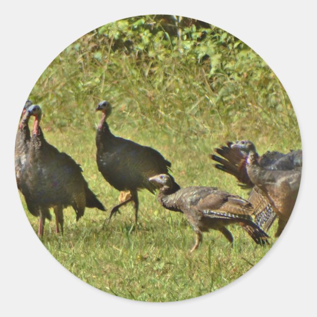 Wild Turkey, Camouflage colours Classic Round Sticker (Front)