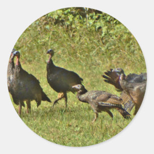 Wild Turkey, Camouflage colours Classic Round Sticker