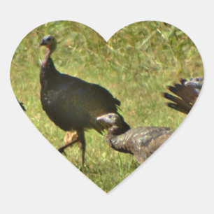 Wild Turkey, Camouflage colours Heart Sticker