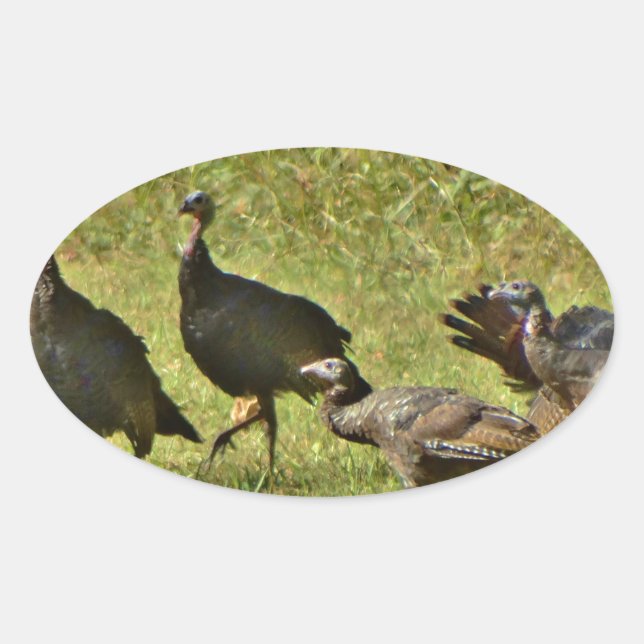 Wild Turkey, Camouflage colours Oval Sticker (Front)