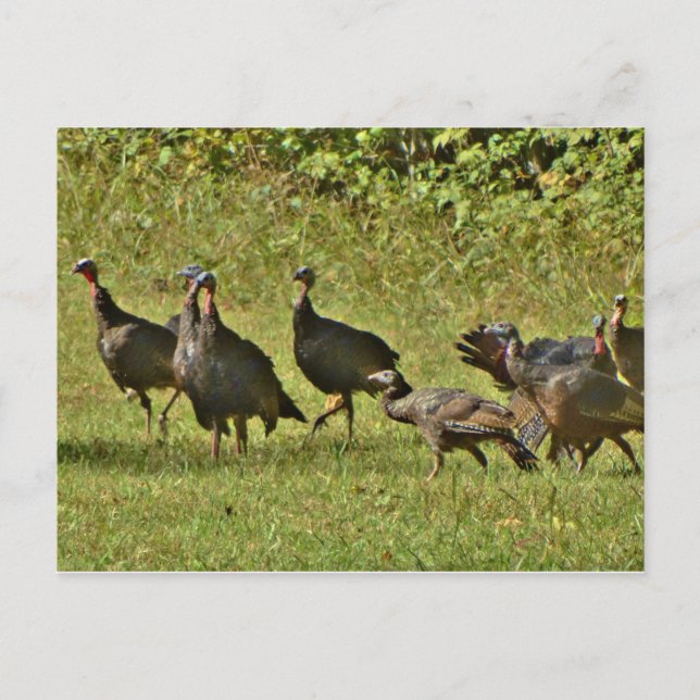 Wild Turkey, Camouflage colours Postcard (Front)