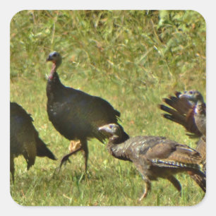 Wild Turkey, Camouflage colours Square Sticker