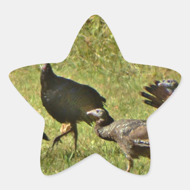 Wild Turkey, Camouflage colours Star Sticker (Front)
