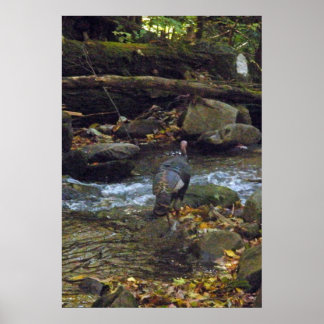 Wild Turkey Crossing A Stream Poster