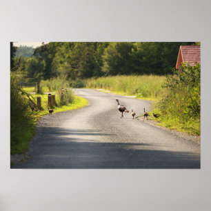 Wild Turkey Family Poster