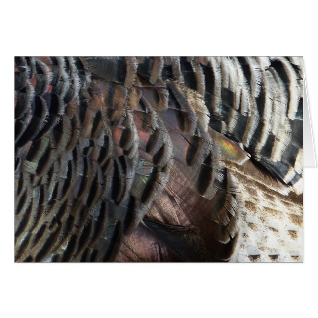 Wild Turkey Feathers I Abstract Nature Design (Front Horizontal)