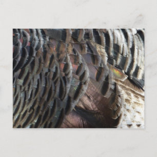 Wild Turkey Feathers I Abstract Nature Design Postcard