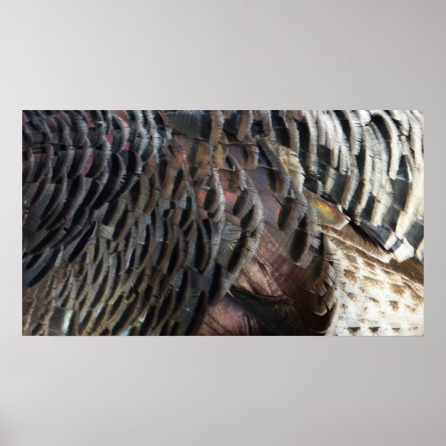 Wild Turkey Feathers I Abstract Nature Design Poster (Front)