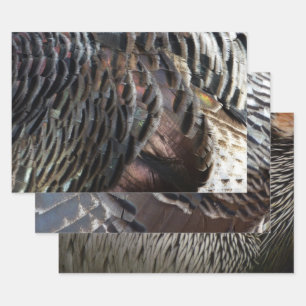 Wild Turkey Feathers I Abstract Nature Design Wrapping Paper Sheet