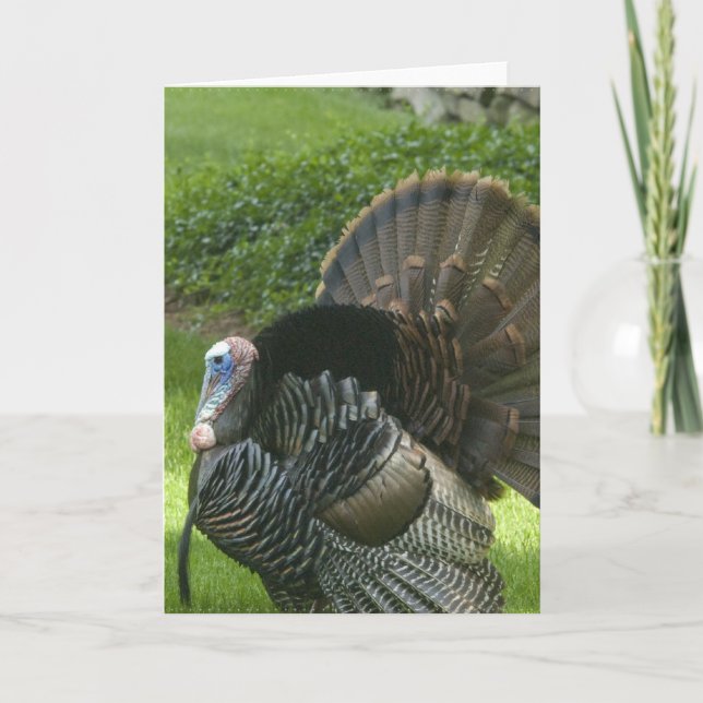 Wild Turkey Greeting Card (Front)