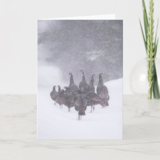 Wild Turkey Greeting Card (Front)