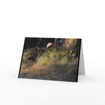 Wild Turkey Greeting Card