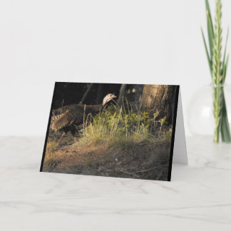 Wild Turkey Greeting Card